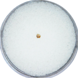 Adjidaumo Eocene Rodent Tooth from Nebraska 2 | Fossils for Sale Genuine Eocene Age Adjidaumo Rodent Tooth for Sale from Nebraska #2