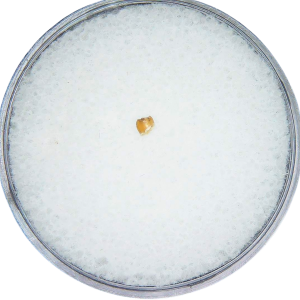 Adjidaumo Eocene Rodent Tooth from Nebraska 4 | Fossils for Sale Genuine Eocene Age Adjidaumo Rodent Tooth for Sale from Nebraska #4
