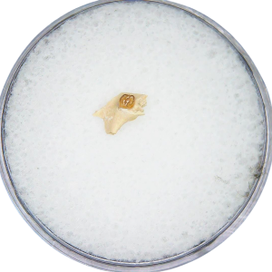 Adjidaumo Eocene Rodent Tooth from Nebraska 6 | Fossils for Sale Genuine Eocene Age Adjidaumo Rodent Tooth for Sale from Nebraska #6