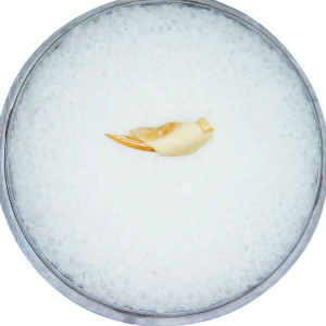 Adjidaumo Eocene Rodent Tooth from Nebraska 8 | Fossils for Sale Genuine Eocene Age Adjidaumo Rodent Tooth for Sale from Nebraska #8