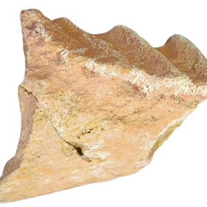 Genuine Cretaceous Age Ceratodus Lungfish Tooth Fossil for Sale from New Morocco #20