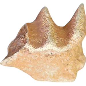 Genuine Cretaceous Age Ceratodus Lungfish Tooth Fossil for Sale from New Morocco #21
