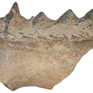 Genuine Cretaceous Age Ceratodus Lungfish Tooth Fossil for Sale from New Morocco #22