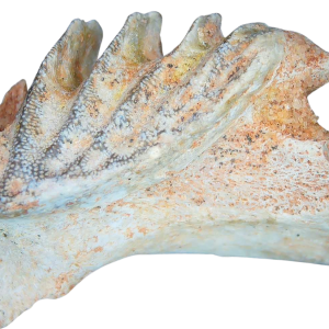 Genuine Cretaceous Age Ceratodus Lungfish Tooth Fossil for Sale from New Morocco #23