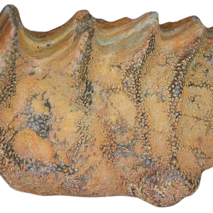 Genuine Cretaceous Age Ceratodus Lungfish Tooth Fossil for Sale from New Morocco #24