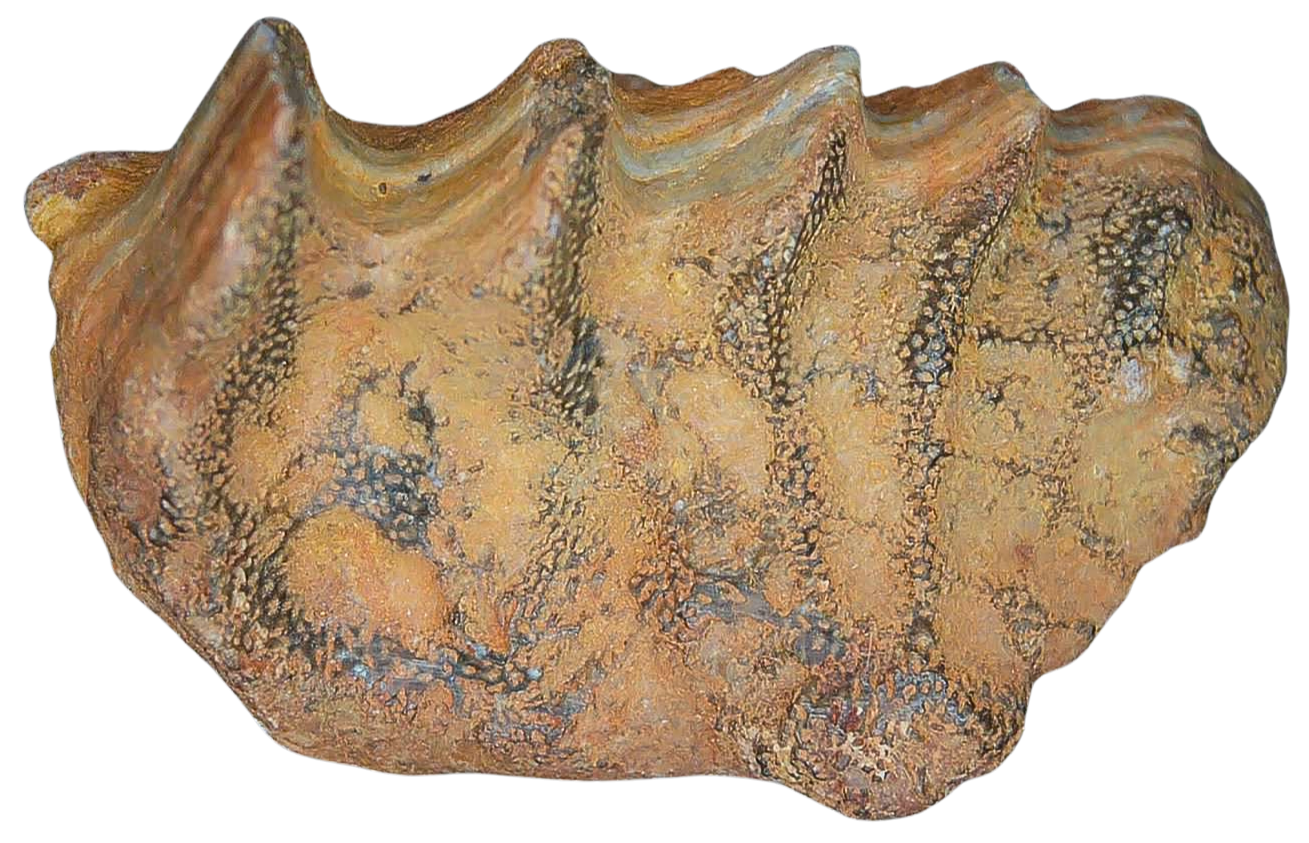 Ceratodus Cretaceous Lungfish Tooth for Sale from Morocco 24 | Fossils for Sale Genuine Cretaceous Age Ceratodus Lungfish Tooth Fossil for Sale from New Morocco #24