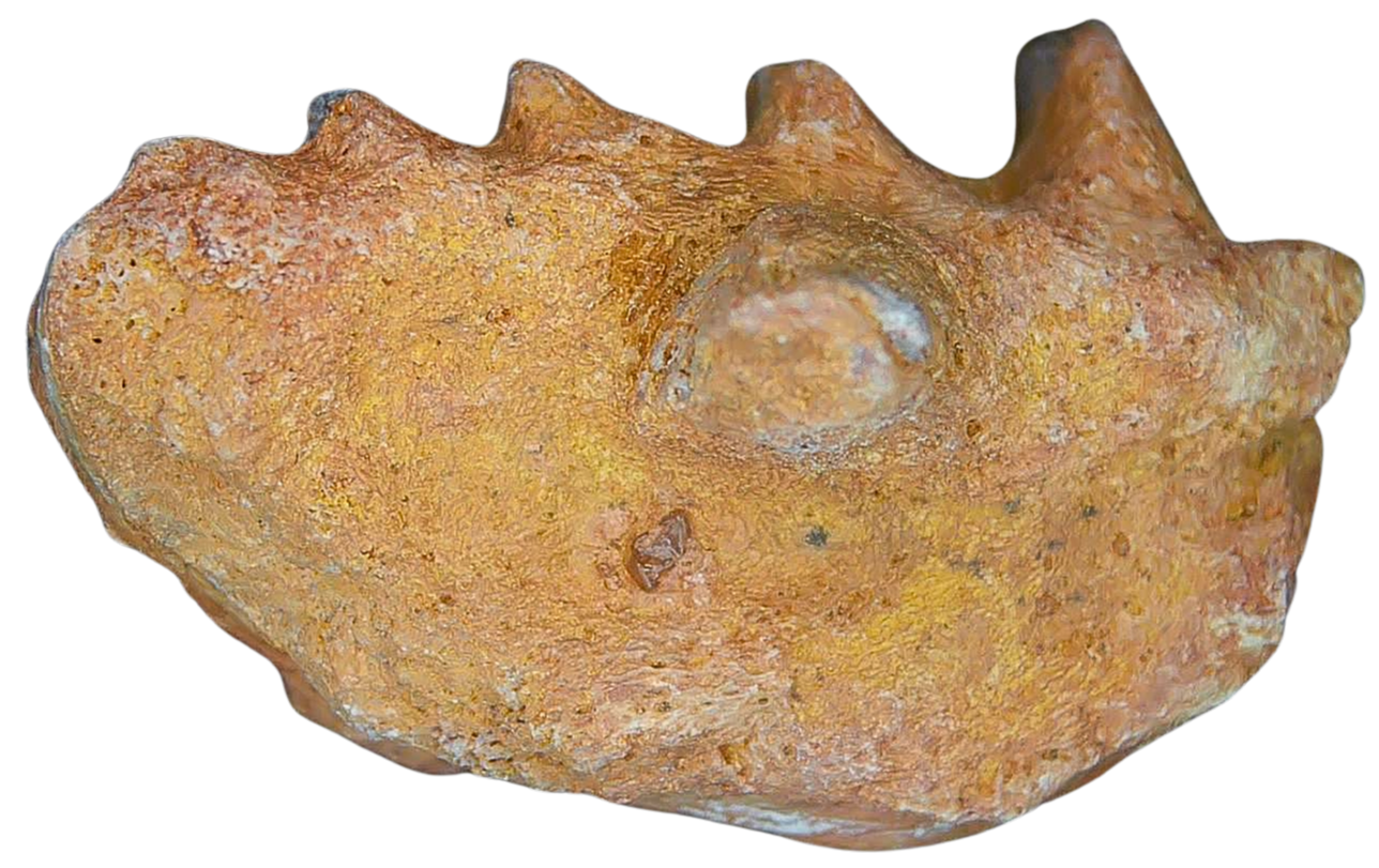 Ceratodus Cretaceous Lungfish Tooth for Sale from Morocco 24a | Fossils for Sale Genuine Cretaceous Age Ceratodus Lungfish Tooth Fossil for Sale from New Morocco #24a