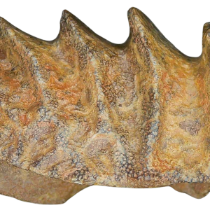 Genuine Cretaceous Age Ceratodus Lungfish Tooth Fossil for Sale from New Morocco #25