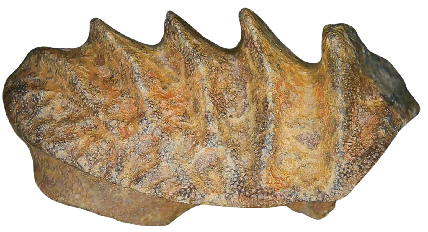 Ceratodus Cretaceous Lungfish Tooth for Sale from Morocco 25 | Fossils for Sale Genuine Cretaceous Age Ceratodus Lungfish Tooth Fossil for Sale from New Morocco #25