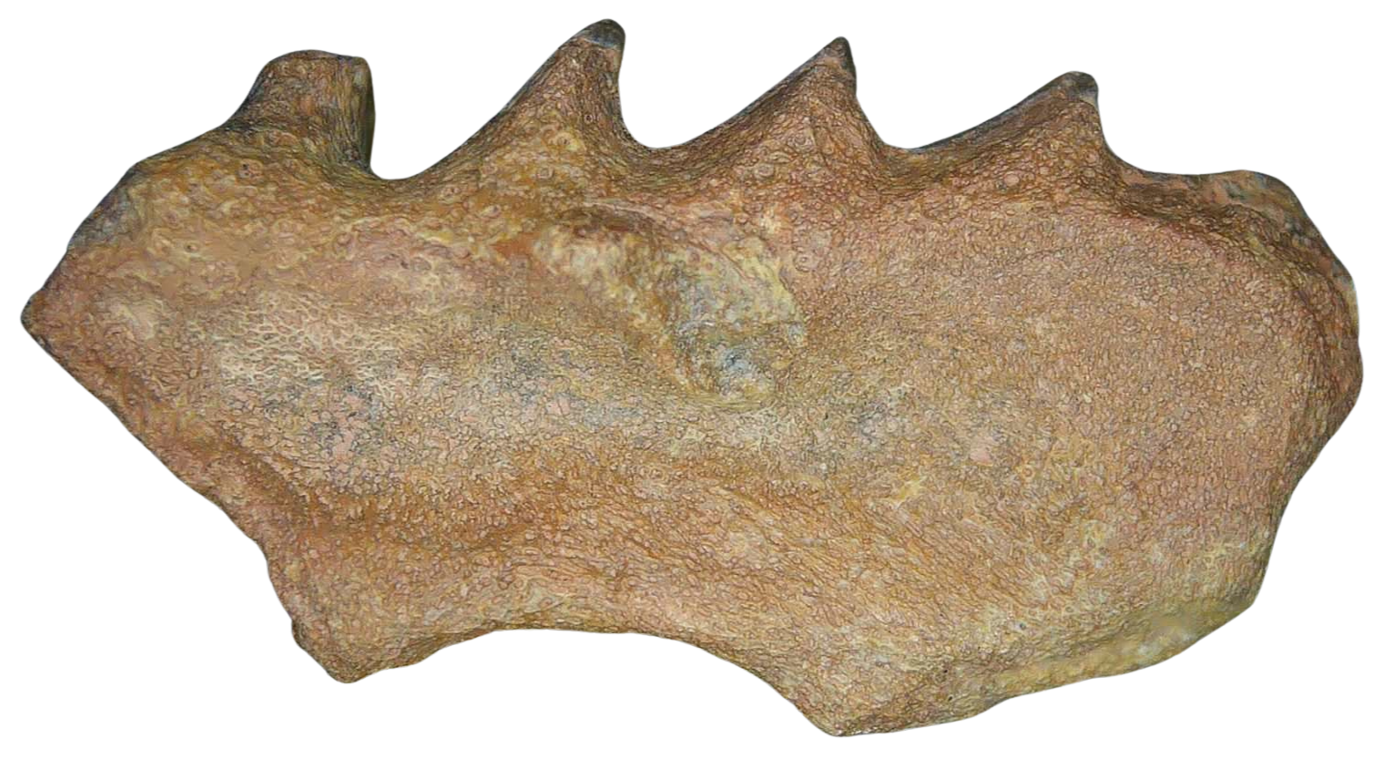 Ceratodus Cretaceous Lungfish Tooth for Sale from Morocco 25a | Fossils for Sale Genuine Cretaceous Age Ceratodus Lungfish Tooth Fossil for Sale from New Morocco #25a
