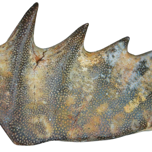 Genuine Cretaceous Age Ceratodus Lungfish Tooth Fossil for Sale from New Morocco #26
