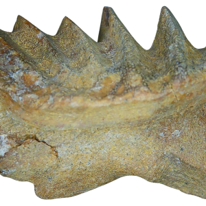 Genuine Cretaceous Age Ceratodus Lungfish Tooth Fossil for Sale from New Morocco #27