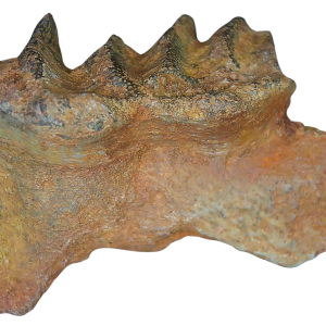 Genuine Cretaceous Age Ceratodus Lungfish Tooth Fossil for Sale from New Morocco #28a