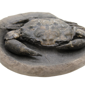 Coeloma Crab for Sale - Oligocene Age from Denmark 39d | Fossils for Sale Genuine Oligocene Age Coeloma incarinatum Crab for Sale from Denmark #39d
