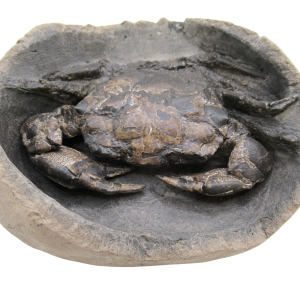 Coeloma Crab for Sale - Oligocene Age from Denmark 40d | Fossils for Sale Genuine Oligocene Age Coeloma incarinatum Crab for Sale from Denmark #40d