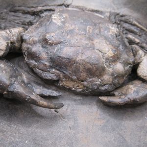 Coeloma Crab for Sale - Oligocene Age from Denmark 41d | Fossils for Sale Genuine Oligocene Age Coeloma incarinatum Crab for Sale from Denmark #41d