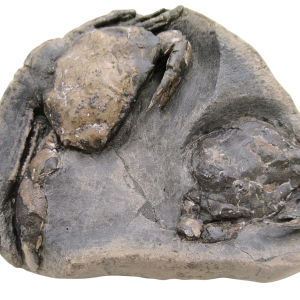 Coeloma Crab for Sale - Oligocene Age from Denmark 42d | Fossils for Sale Genuine Oligocene Age Coeloma incarinatum Crab for Sale from Denmark #42d