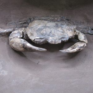 Coeloma Crab for Sale - Oligocene Age from Denmark 43f | Fossils for Sale Genuine Oligocene Age Coeloma incarinatum Crab for Sale from Denmark #43f