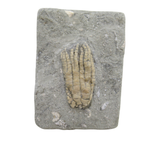 Crawfordsville Crinoid Fossil for Sale from Indiana 198 | Fossils for Sale
