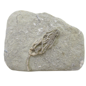 Crawfordsville Crinoid Fossil for Sale from Indiana 199 | Fossils for Sale