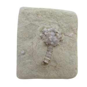 Crawfordsville Crinoid Fossil for Sale from Indiana 20 | Fossils for Sale
