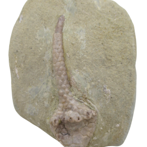 Crawfordsville Crinoid Fossil for Sale from Indiana 200 | Fossils for Sale