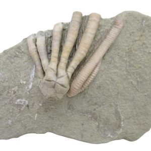 Crawfordsville Crinoid Fossil for Sale from Indiana 201 | Fossils for Sale