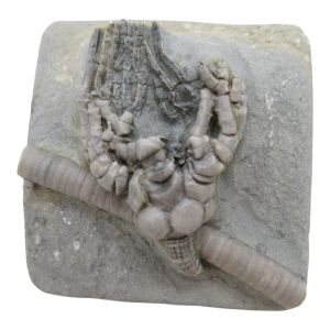 Crawfordsville Crinoid Fossil for Sale from Indiana 202 | Fossils for Sale