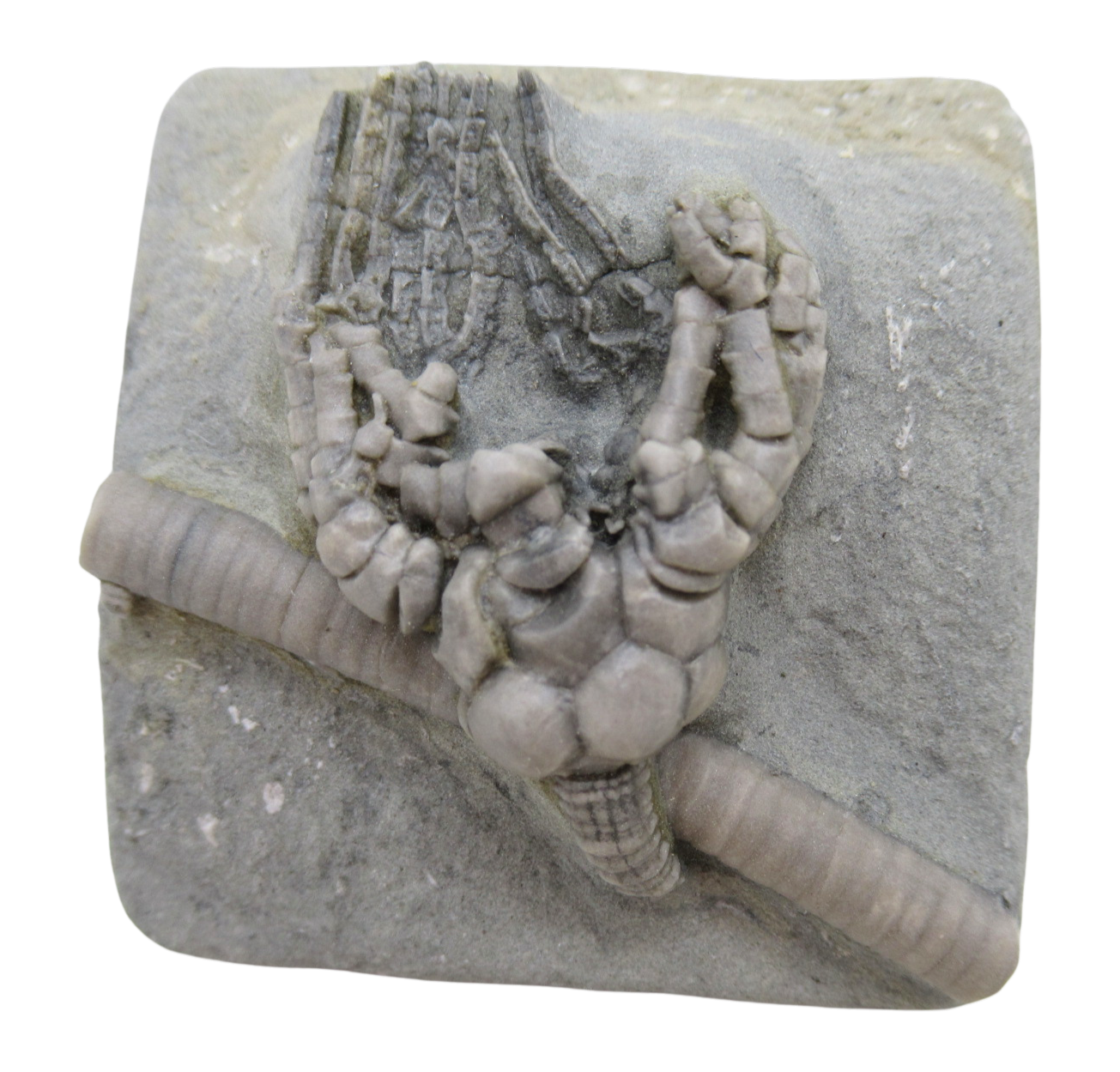 Crawfordsville Crinoid Fossil for Sale from Indiana 202 | Fossils for Sale General Mississippian Age Crawfordsville Crinoid Fossils For Sale From Indiana #202