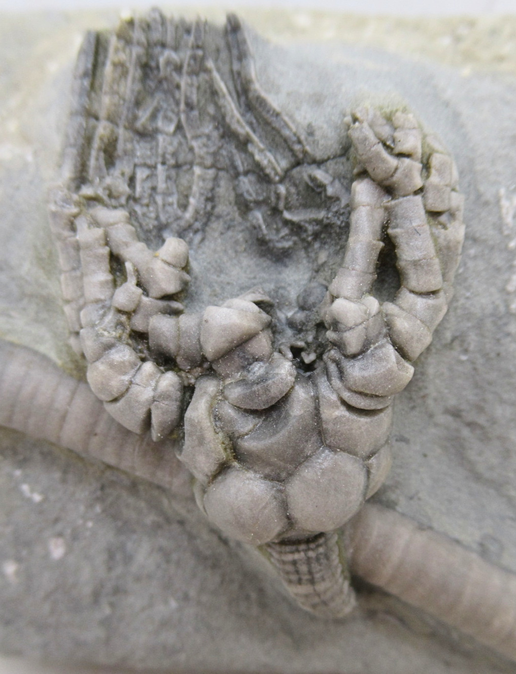 Crawfordsville Crinoid Fossil for Sale from Indiana 2022a | Fossils for Sale General Mississippian Age Crawfordsville Crinoid Fossils For Sale From Indiana #2022a
