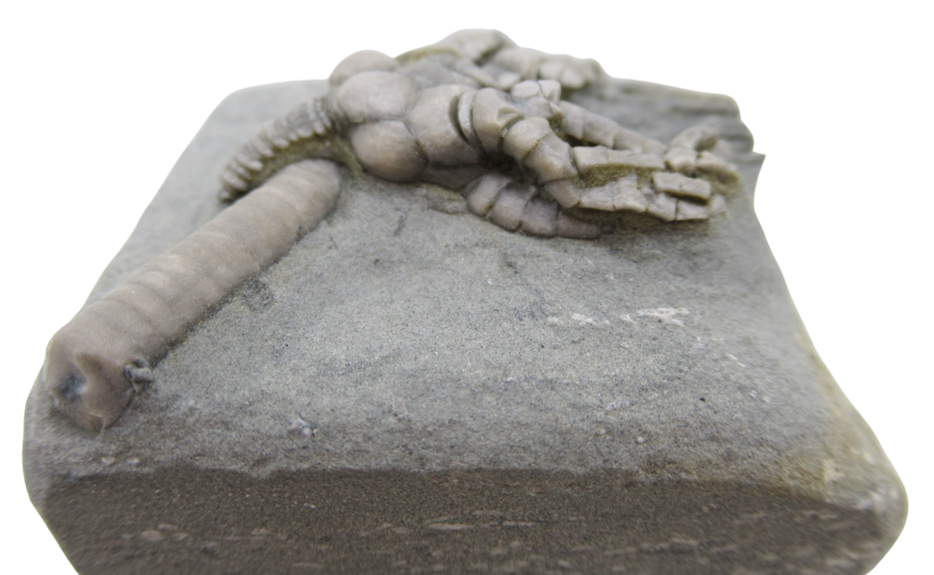 Crawfordsville Crinoid Fossil for Sale from Indiana 202b | Fossils for Sale General Mississippian Age Crawfordsville Crinoid Fossils For Sale From Indiana #202b