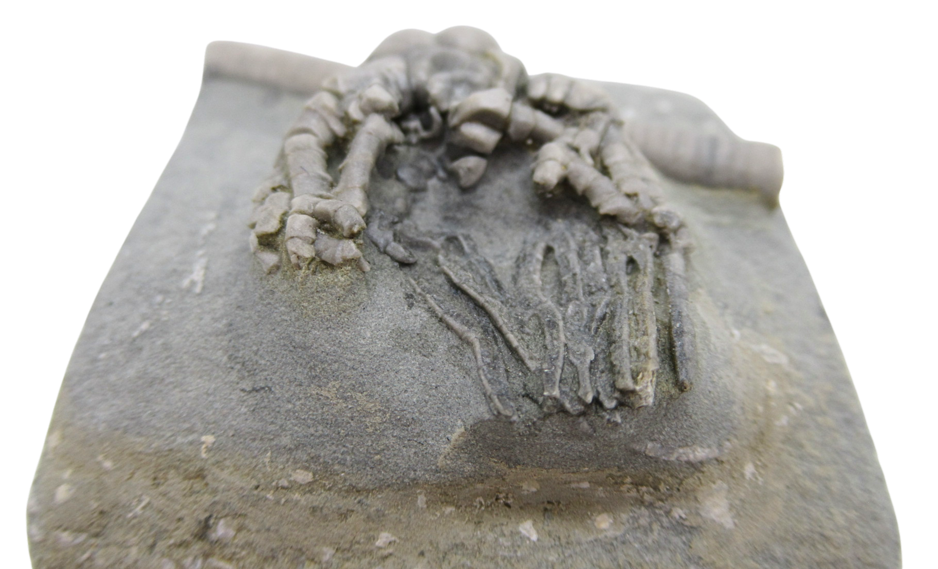 Crawfordsville Crinoid Fossil for Sale from Indiana 202c | Fossils for Sale General Mississippian Age Crawfordsville Crinoid Fossils For Sale From Indiana #202c