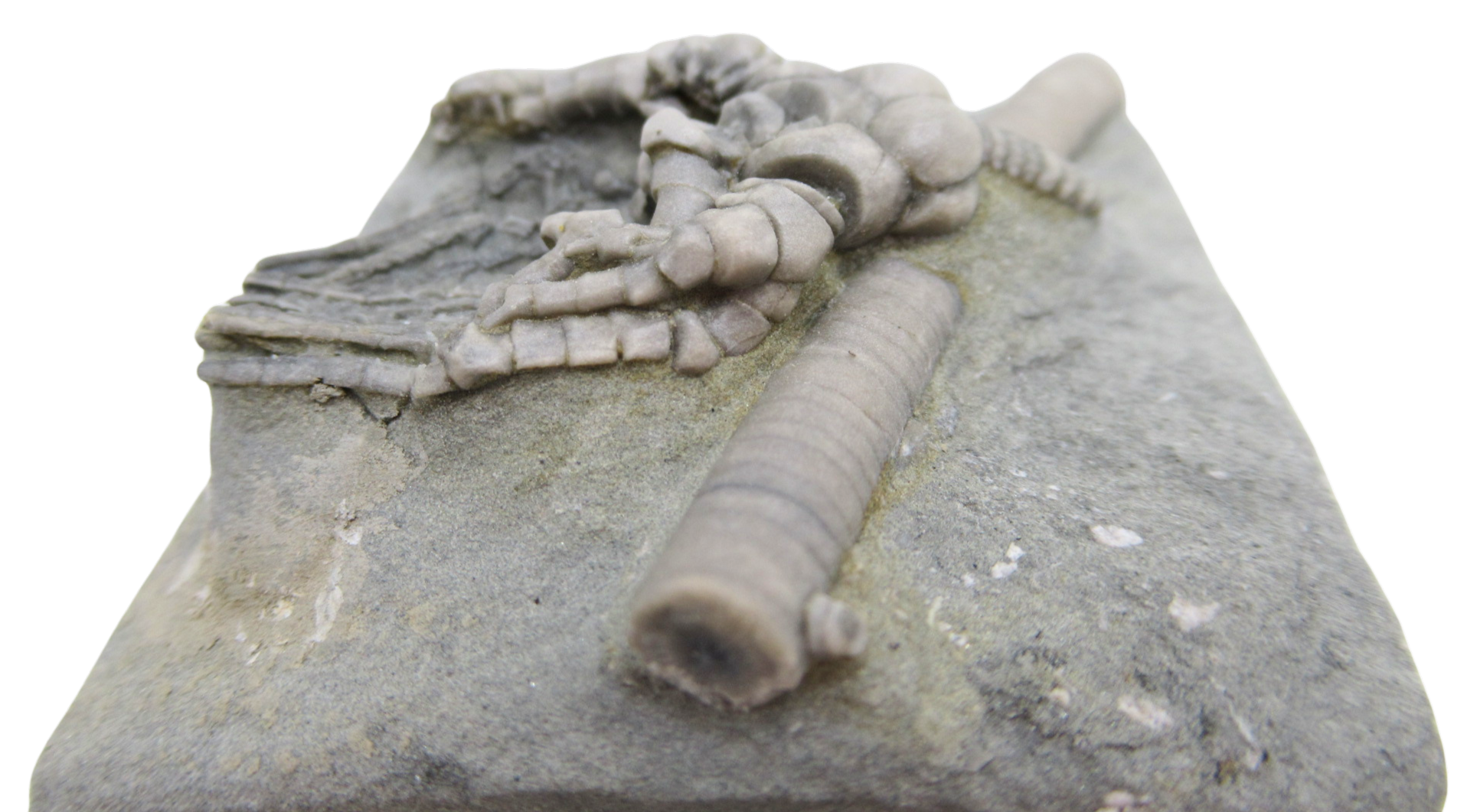Crawfordsville Crinoid Fossil for Sale from Indiana 202d | Fossils for Sale General Mississippian Age Crawfordsville Crinoid Fossils For Sale From Indiana #202d