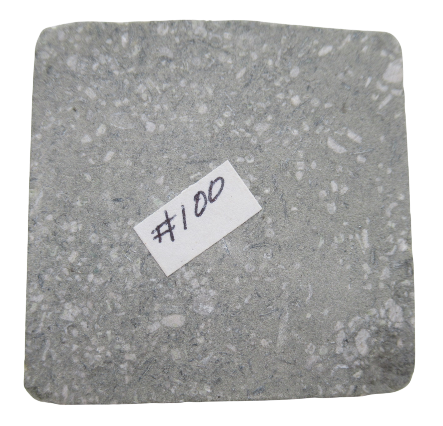 Crawfordsville Crinoid Fossil for Sale from Indiana 202e | Fossils for Sale General Mississippian Age Crawfordsville Crinoid Fossils For Sale From Indiana #202e