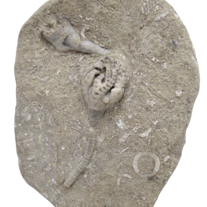 Crawfordsville Crinoid Fossil for Sale from Indiana 203 | Fossils for Sale