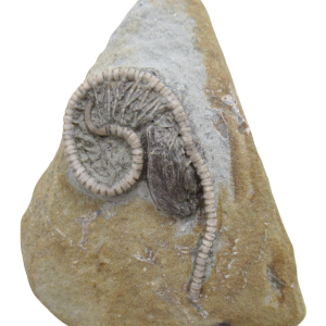 Crawfordsville Crinoid Fossil for Sale from Indiana 204 | Fossils for Sale