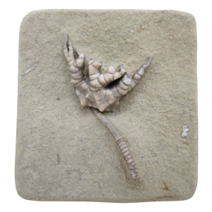 Crawfordsville Crinoid Fossil for Sale from Indiana 205 | Fossils for Sale