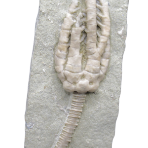 Crawfordsville Crinoid Fossil for Sale from Indiana 206 | Fossils for Sale
