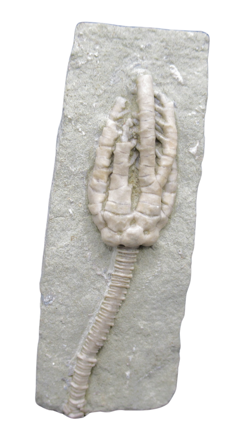 Crawfordsville Crinoid Fossil for Sale from Indiana 206 | Fossils for Sale General Mississippian Age Crawfordsville Crinoid Fossils For Sale From Indiana #206