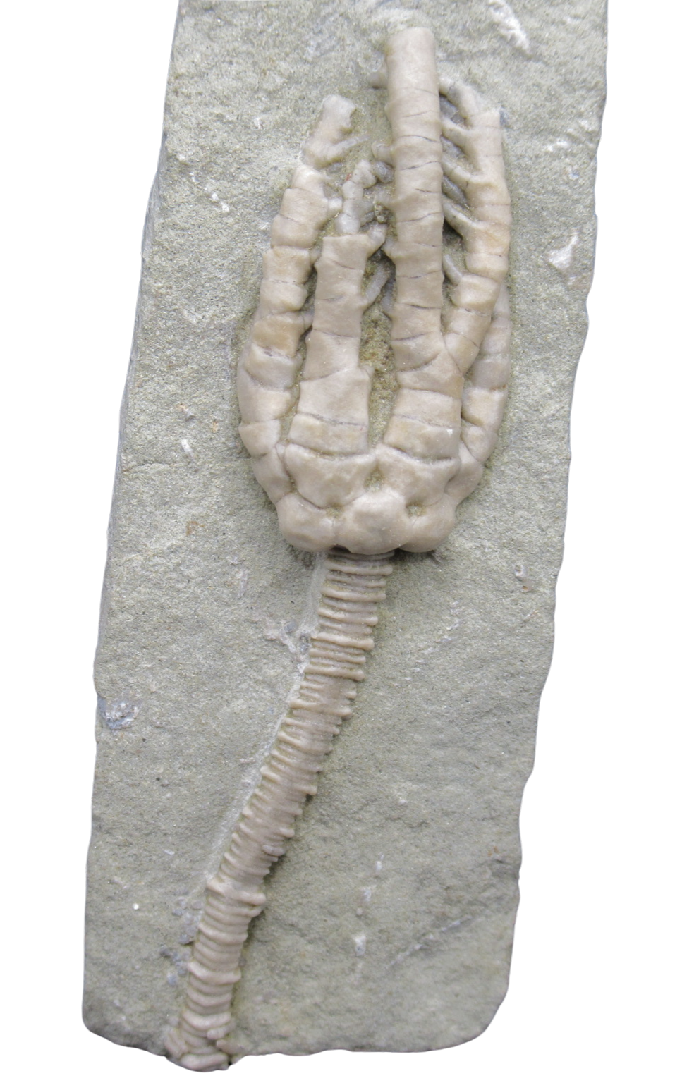 Crawfordsville Crinoid Fossil for Sale from Indiana 206a | Fossils for Sale General Mississippian Age Crawfordsville Crinoid Fossils For Sale From Indiana #206a