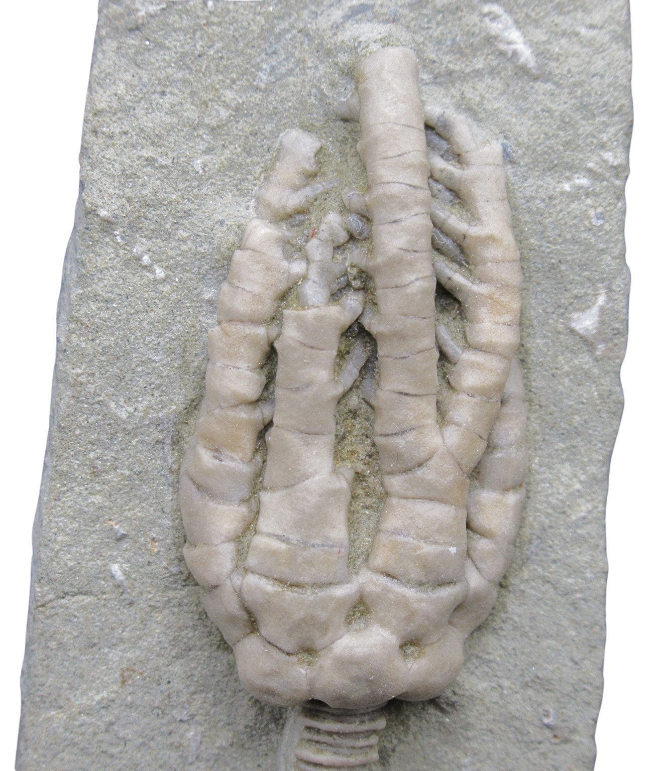 Crawfordsville Crinoid Fossil for Sale from Indiana 206b | Fossils for Sale General Mississippian Age Crawfordsville Crinoid Fossils For Sale From Indiana #206b