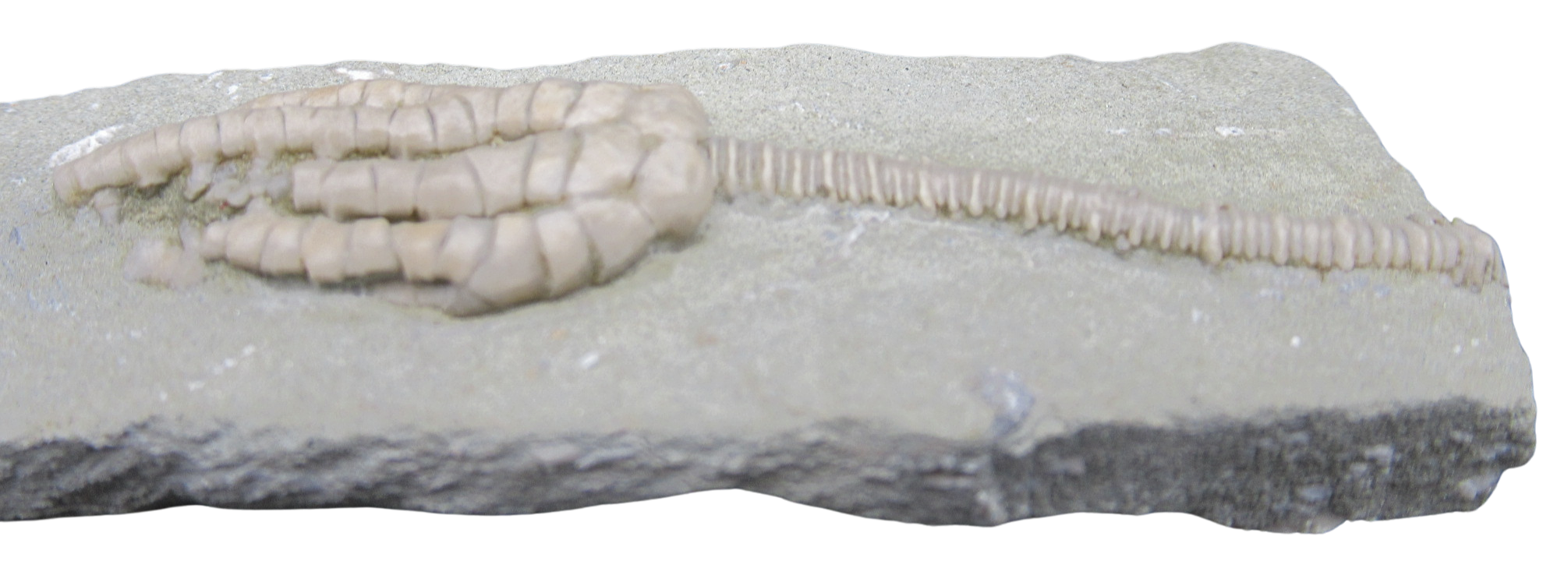 Crawfordsville Crinoid Fossil for Sale from Indiana 206c | Fossils for Sale General Mississippian Age Crawfordsville Crinoid Fossils For Sale From Indiana #206c