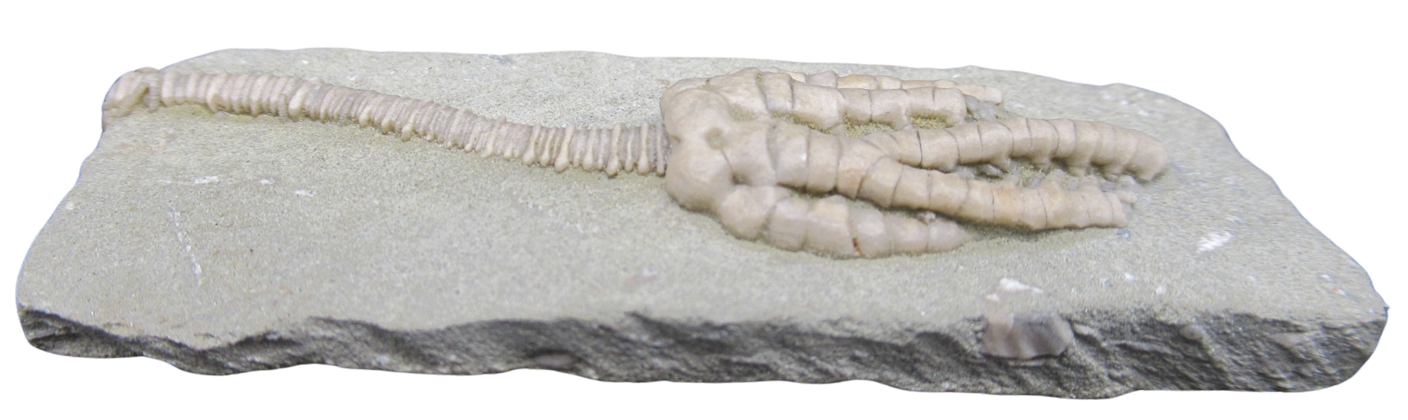 Crawfordsville Crinoid Fossil for Sale from Indiana 206d | Fossils for Sale General Mississippian Age Crawfordsville Crinoid Fossils For Sale From Indiana #206d