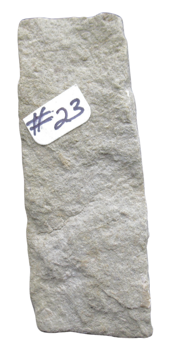 Crawfordsville Crinoid Fossil for Sale from Indiana 206e | Fossils for Sale General Mississippian Age Crawfordsville Crinoid Fossils For Sale From Indiana #206e