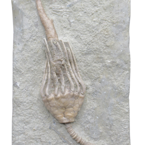 Crawfordsville Crinoid Fossil for Sale from Indiana 207 | Fossils for Sale