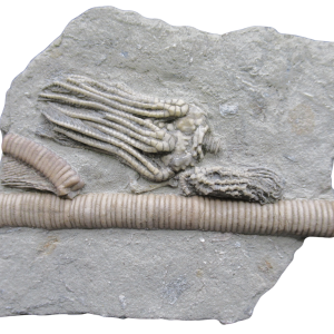 Crawfordsville Crinoid Fossil for Sale from Indiana 208 | Fossils for Sale
