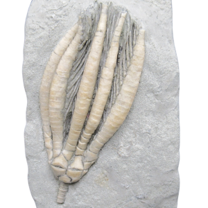 Crawfordsville Crinoid Fossil for Sale from Indiana 210 | Fossils for Sale