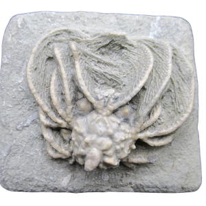 Crawfordsville Crinoid Fossil for Sale from Indiana 211 | Fossils for Sale