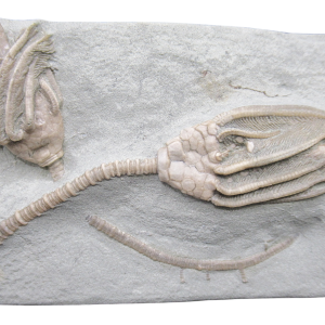 Crawfordsville Crinoid Fossil for Sale from Indiana 212 | Fossils for Sale