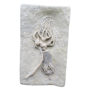 Crawfordsville Crinoid Fossil for Sale from Indiana 213 | Fossils for Sale